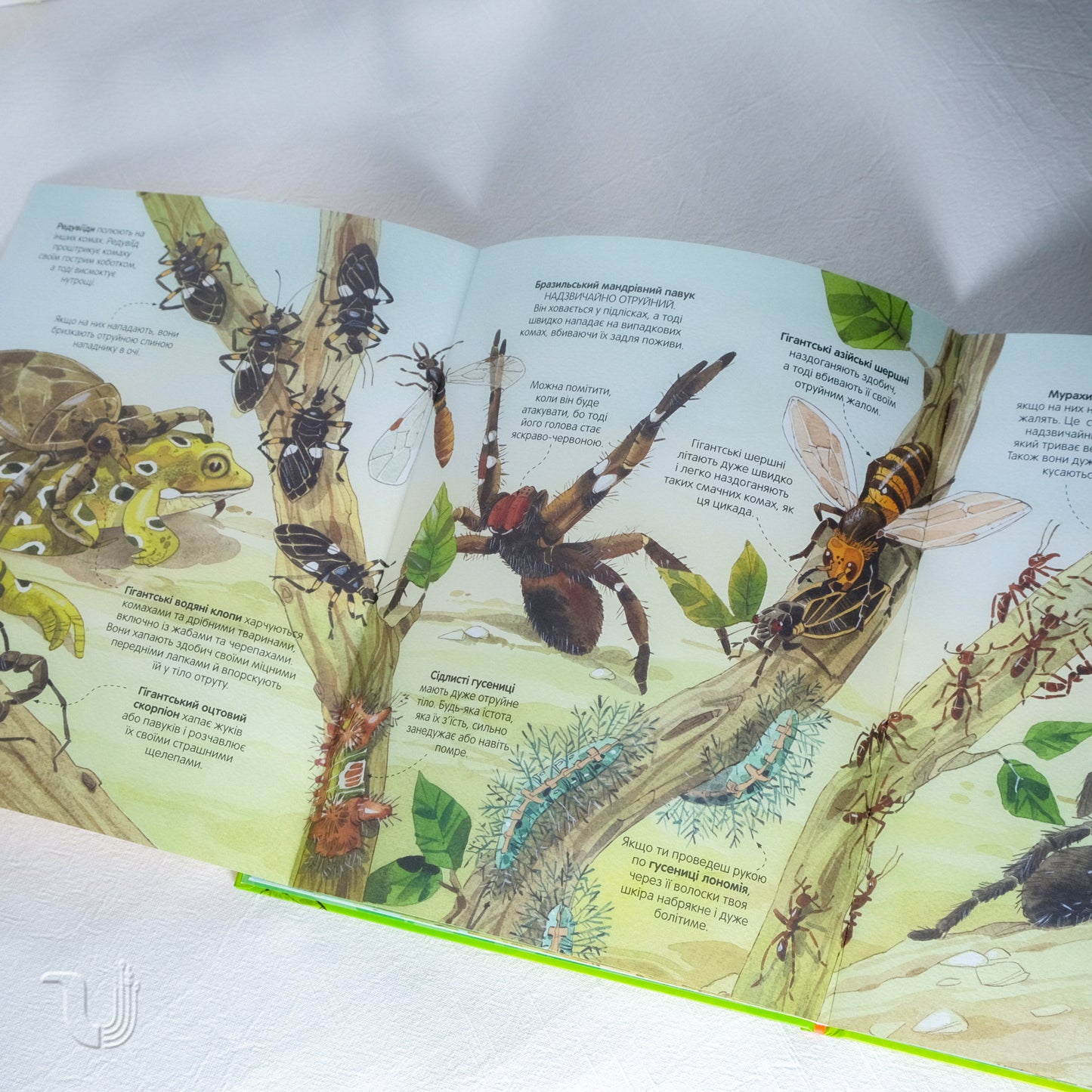 Big book of insects and not only