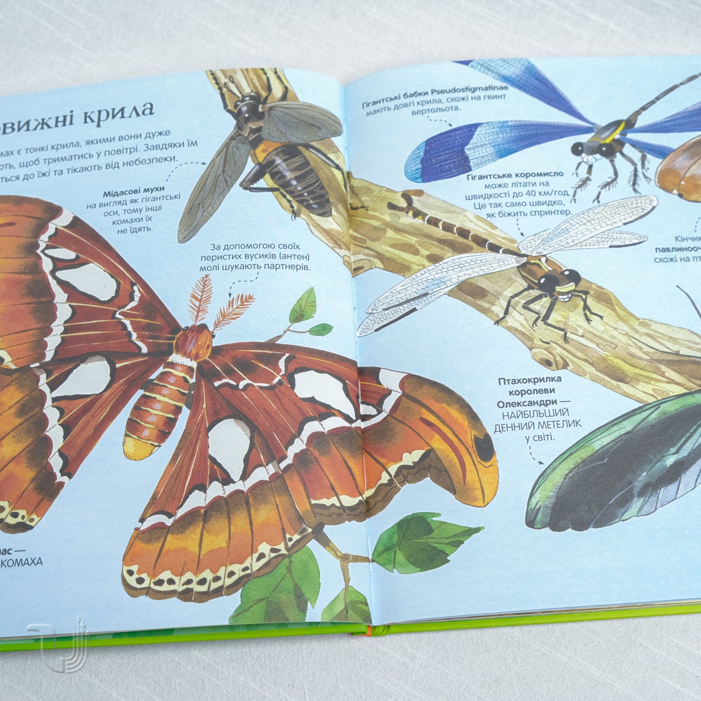 Big book of insects and not only